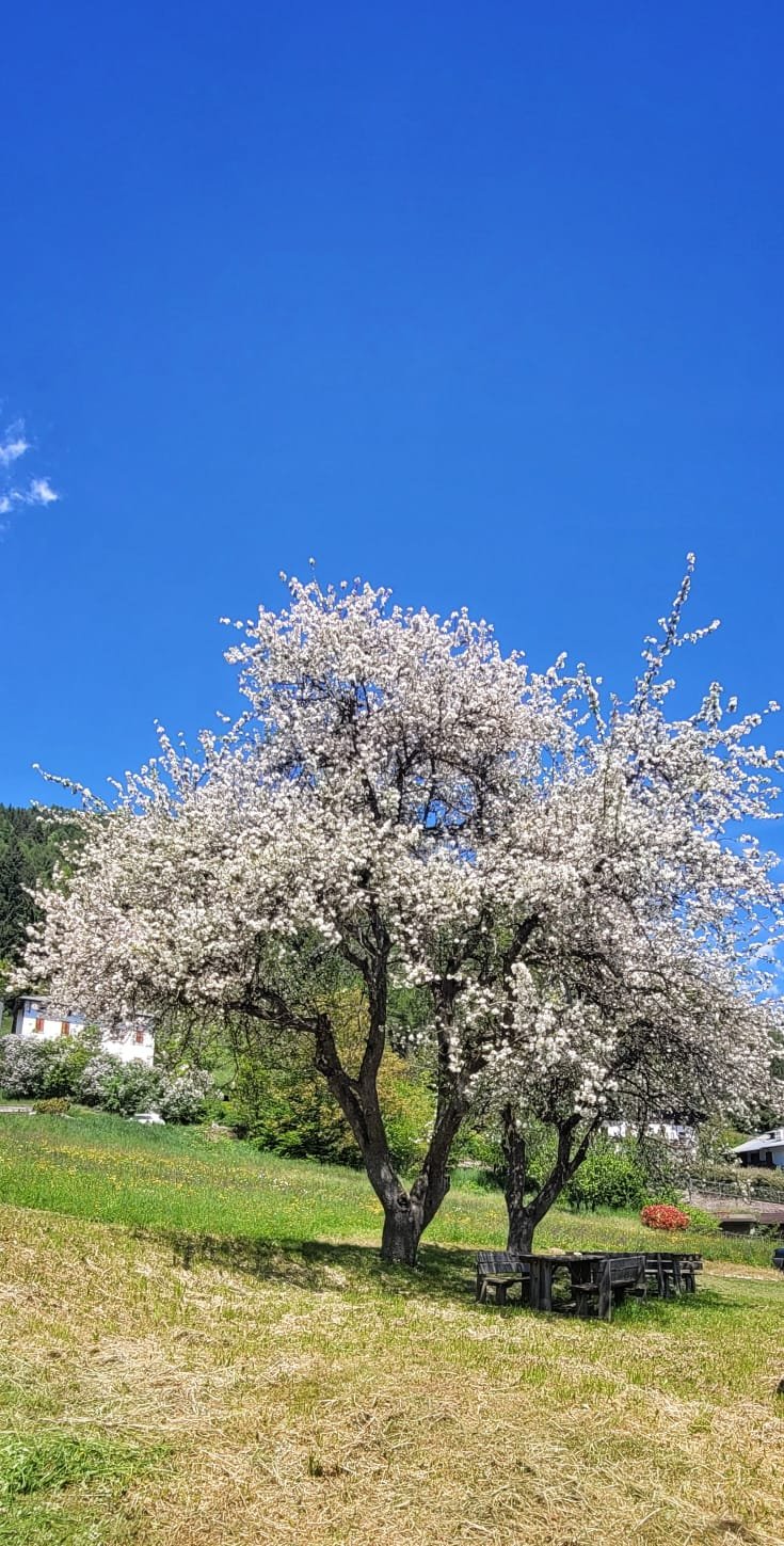 Foto di Pozzale 1